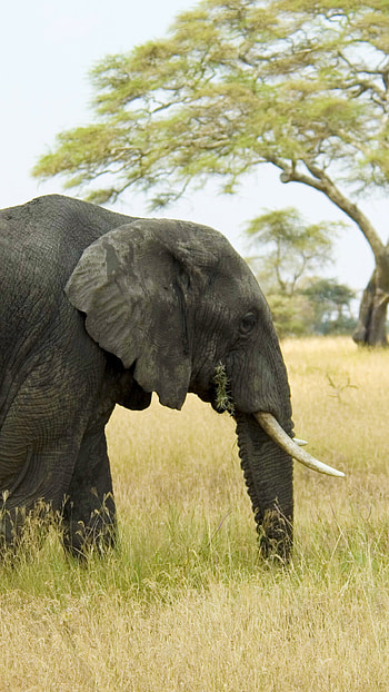 Elephant portrait, Stunning close-up, Wise eyes, Magnificent creature HD phone wallpaper