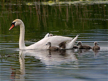 lovely mom, animal, duck, reflection, mom, swan, chick, water HD wallpaper