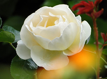 White Rose, rose, white, lovely, flower HD wallpaper