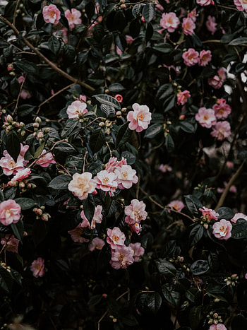 Flowers, Leaves, Bush, Branches, Bloom, Flowering, Geranium HD phone wallpaper