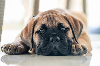 Bullmastiff breed, Noble guardian, Powerful physique, Loyal companion HD wallpaper