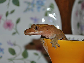 GHECKO IN A CUP, CUTE, LIZARD, GHECKO, CUP HD wallpaper