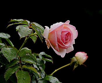 After Rain Rose, pink, beautiful, garden rose, rain drops HD wallpaper