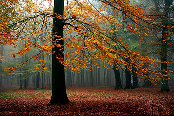 Foggy Forest, woods, foggy, flowers, forest, tree HD wallpaper