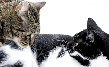 *** Adorable cats ***, animal, animals, cats, cat, adorable HD wallpaper