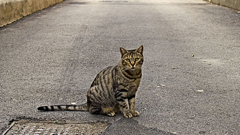Animals, Sit, Cat, Striped, Sidewalk HD wallpaper