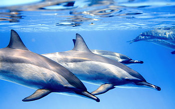 Dolphin , Cute animals, Playful nature, Underwater beauty HD wallpaper
