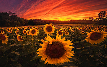 Sunflower field, Breathtaking landscape, iMac , Serene nature HD wallpaper
