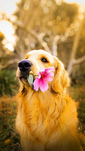Aidi dog, Dog , Cute and playful HD phone wallpaper