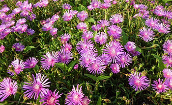 Flowers, Bright, Greens, Flower Bed, Flowerbed HD wallpaper