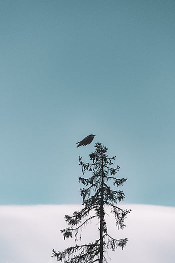A lone bird perches on a tree against a clear blue sky, capturing a sense of tranquility and nature's beauty. HD phone wallpaper