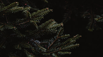 Dark spruce branches, Needle foliage, , Mysterious atmosphere HD wallpaper