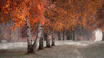 The colors of autumn, trees, leaves, aspens, fall, snow HD wallpaper