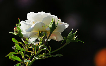 Flowers, Flower, Rose Flower, Rose, Petals, Morning HD wallpaper