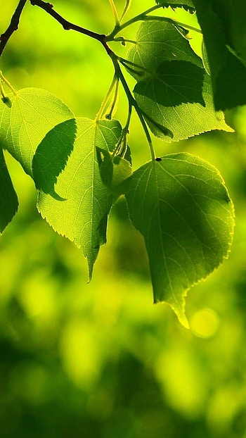 May Background, Green Leaf, Background HD phone wallpaper
