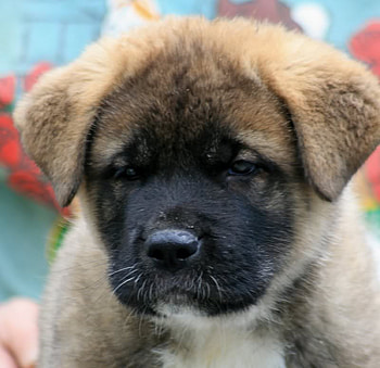 Cute Puppy, animals, dogs, puppies, nature, cute puppies HD wallpaper
