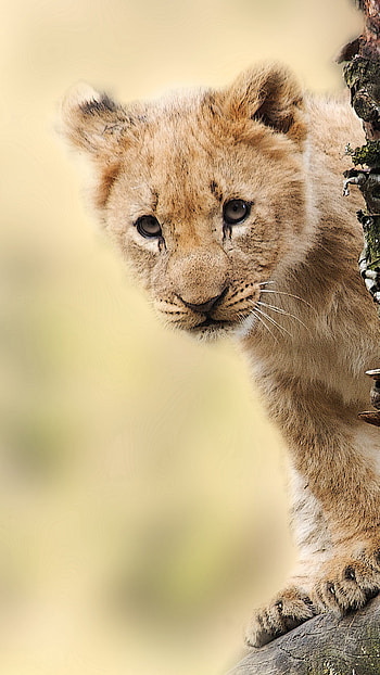 Lion cub on a tree branch, Royal elegance, Serene wildlife, Natural beauty HD phone wallpaper