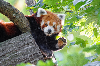 Funny, Animals, Animal, Red Panda, Paw HD wallpaper