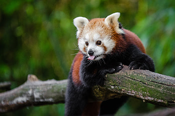 Animals, Cool, Panda, Language, Tongue, Red Panda HD wallpaper