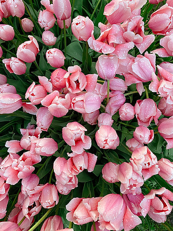 Duvar kağıdı, flower, pink, lale HD phone wallpaper