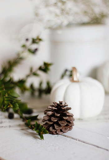 Pumpkin, Plant, Miscellanea, Miscellaneous, Branch, Cone, Bump HD phone wallpaper
