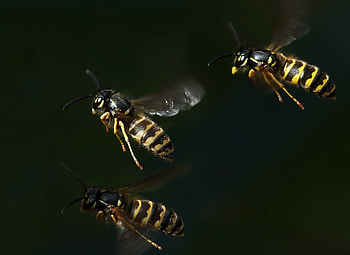 Wasp , Insect beauty, Nature's tiny warriors, resolution HD wallpaper