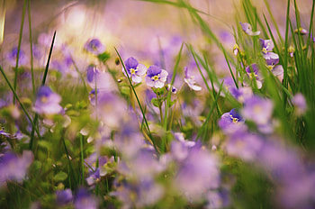 Plants, Nature, Flowers, Grass, Macro HD wallpaper