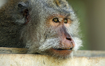 Animals, Muzzle, Monkey, Wool HD wallpaper