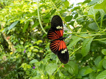 Animals, Plants, Pattern, Butterfly, Wings, Tropical Butterfly HD wallpaper