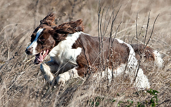 Animals, Grass, Dog, Run, Language, Tongue, Running HD wallpaper