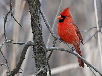 Red Bird, beautiful, bird, , red HD wallpaper