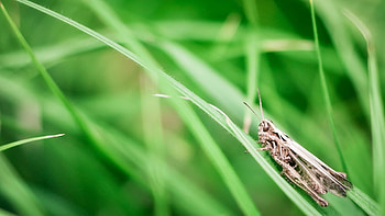 Grass, Macro, Sit, Insect, Grasshopper HD wallpaper