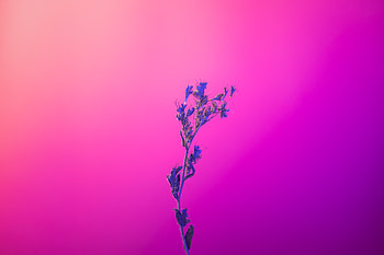 Flower Pink Purple , flowers, minimalism, minimalist, artist, artwork, digital-art, pink, purple HD wallpaper