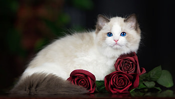 Ragdoll cat, Romantic symbolism, Delicate beauty, Flowered backdrop HD wallpaper