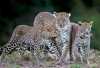 Leopards Kenya, africa, kenya, leopards, felines HD wallpaper