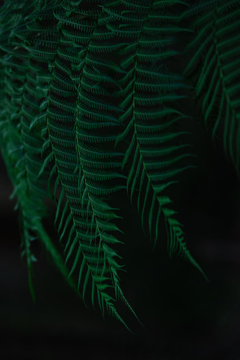 Leaves, Macro, Dark, Fern, Branches HD phone wallpaper