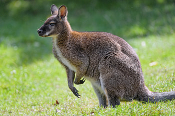 Animals, Grass, Kangaroo, Animal, Profile HD wallpaper