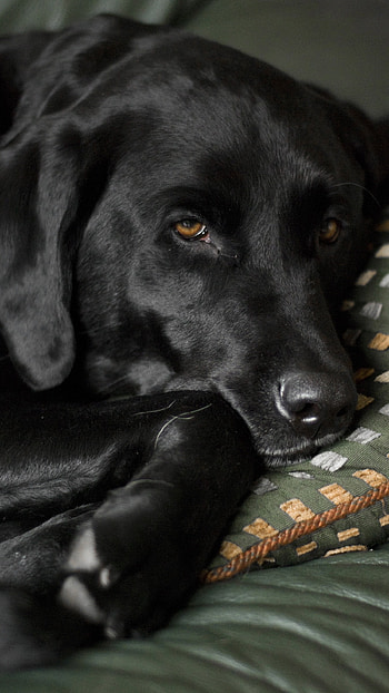 Black Dog, Adorable Dog HD phone wallpaper