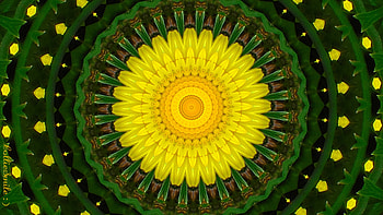 Dandelion Sunshine, sunshine, go1d, golden yellow, dandelion, co11ie, dandelions, kaleidoscopes too1, abstract, green, yellow, kaleidoscope HD wallpaper