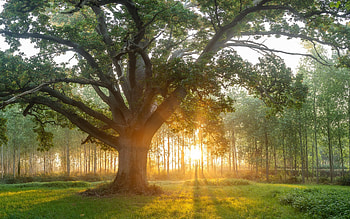 The Sun King, sunbeams, sun, oak, tree HD wallpaper