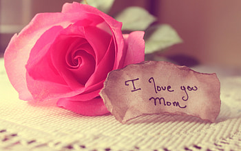 Plants, Flowers, Roses, Love HD wallpaper