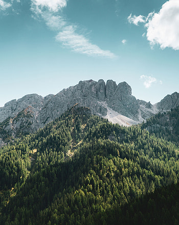 Forest, green, tree, nature, sunny day, Italy HD phone wallpaper