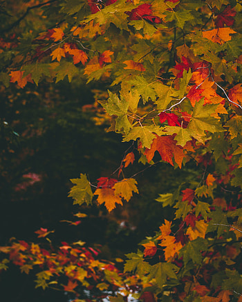 Maple, leaves, autumn, branches HD phone wallpaper
