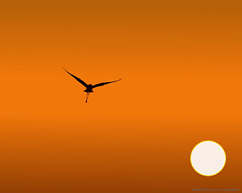 Sunrise !!!, abstract, bird, red, sun, sunrise HD wallpaper