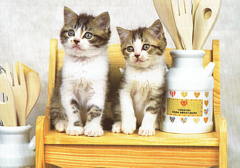 2 Kittens in the kitchen, cats, cute, kitchen, kittens HD wallpaper