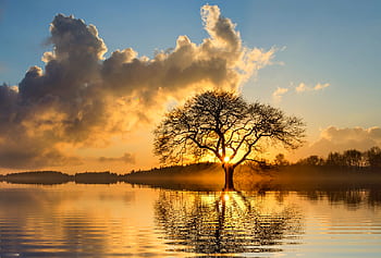 Beautiful sunset behind a solitary tree reflecting in a calm lake. HD wallpaper