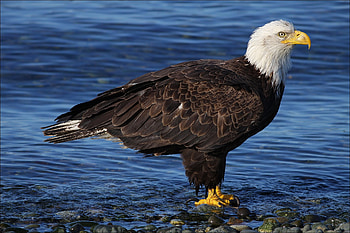 Animals, Water, Stones, Bald Eagle, White-Headed Eagle HD wallpaper