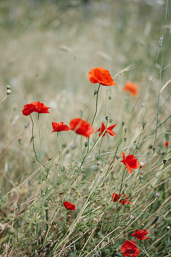 Flowers, Grass, Poppy, Wildflowers HD phone wallpaper