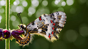 Butterfly, bokeh, mustafa ozturk, flower, green, fluture, insect, macro HD wallpaper