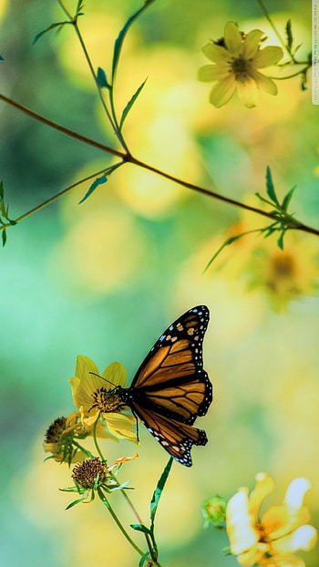 Yellow Butterfly, Wonderful Background HD phone wallpaper
